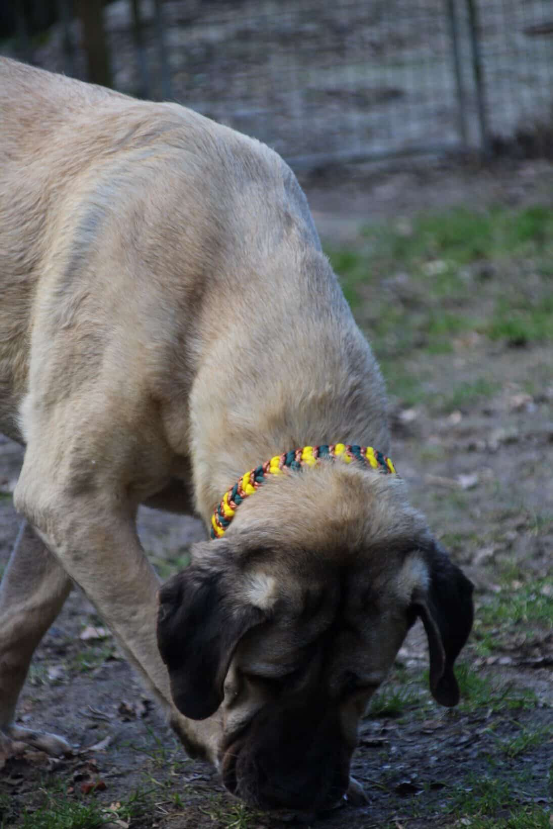 Halsband Snake Belly